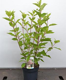 Hydrangea pan. 'Phantom' Pot 7,5 Liter 50 - 60 cm