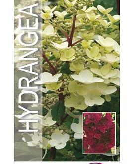 Hydrangea pan. 'Wim's Red' Pot 7,5 Liter 50 - 60 cm