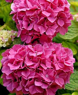 Hydrangea s. 'Preziosa' Pot 10 liter 40 - 50 cm