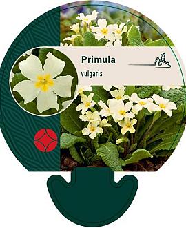 Primula vulgaris Pot 9 cm