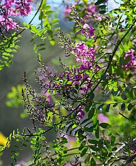 Indigofera heterantha Pot 7,5 Liter 50 - 60 cm