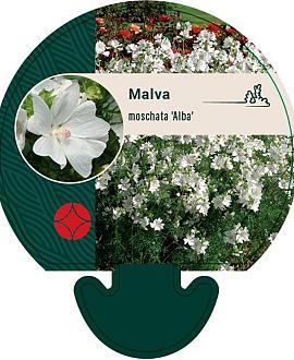 Malva moschata 'Alba' Pot 9 cm