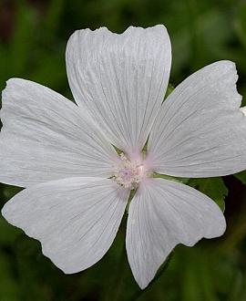 Malva moschata 'Alba' Pot 9 cm