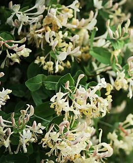 Lonicera fragrantissima Pot 5 Liter 50 - 60 cm