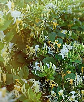 Lonicera jap. 'Halliana' Pot 7,5 Liter 175 - 200 cm