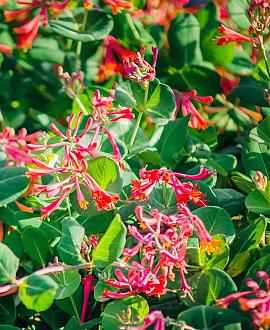 Lonicera periclymenum Pot 7,5 Liter 175 - 200 cm