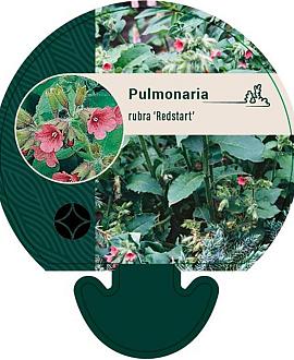 Pulmonaria rubra 'Redstart' Pot 9 cm