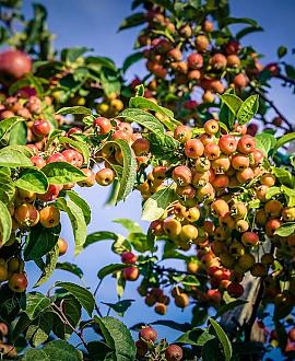Malus 'Red Sentinel' Pot 15 liter 125 - 150 cm