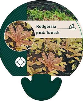 Rodgersia pinnata 'Braunlaub' Pot 9 cm
