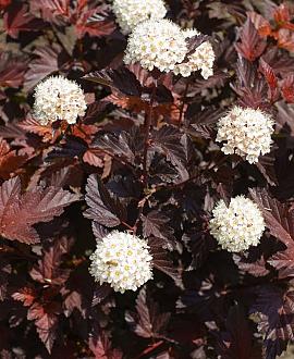 Physocarpus opulif. 'Diabolo' Pot 10 liter 80 - 100 cm