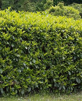 Prunus l. Genolia Pot 25 Liter 125 - 150 cm Spiraalvorm