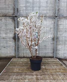 Prunus nipponica 'Brillant' Pot 10 liter 80 - 100 cm