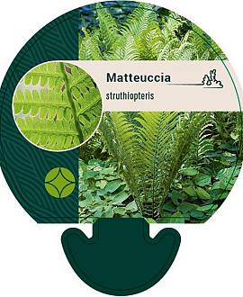 Matteuccia struthiopteris Pot 9 cm