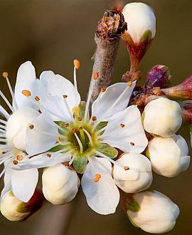 Prunus spinosa Pot 7,5 Liter 80 - 100 cm