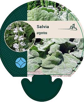 Salvia argentea Pot 9 cm