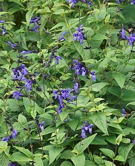 Salvia g. 'Black and Blue' Pot 9 cm