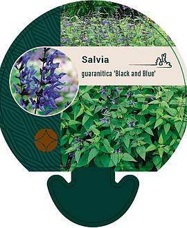 Salvia g. 'Black and Blue' Pot 9 cm