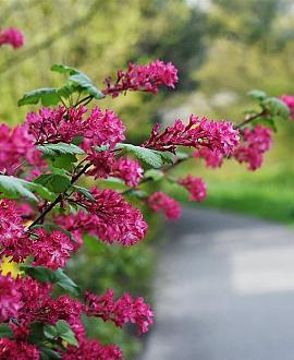 Ribes sang. 'King Edward VII' Pot 10 liter 80 - 100 cm
