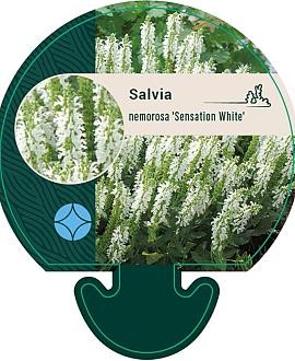 Salvia nemorosa Sensation White Pot 9 cm