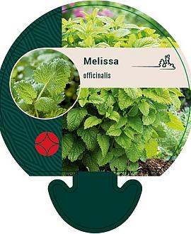 Melissa officinalis Pot 9 cm