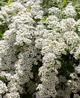 Spiraea cinerea 'Grefsheim' Pot 10 liter 80 - 100 cm