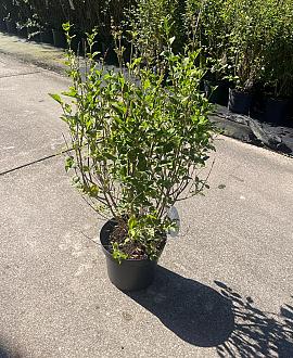 Syringa meyeri Flowerfesta White Pot 7,5 Liter 50 - 60 cm