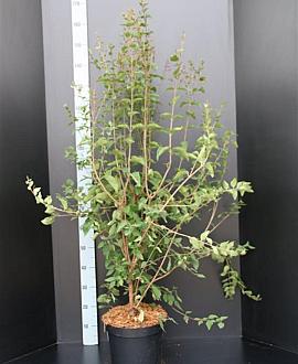 Syringa microphylla 'Superba' Pot 10 liter 100 - 125 cm