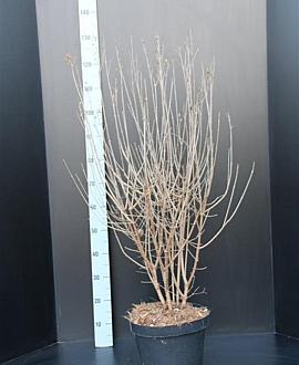 Syringa Dark Purple Pot 10 liter 80 - 100 cm