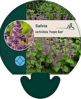 Salvia vert. 'Purple Rain' Pot 9 cm