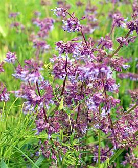 Salvia vert. 'Purple Rain' Pot 9 cm