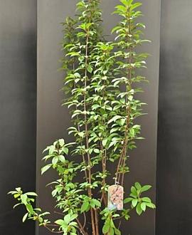Viburnum bodn. 'Dawn' Pot 15 liter 150 - 175 cm