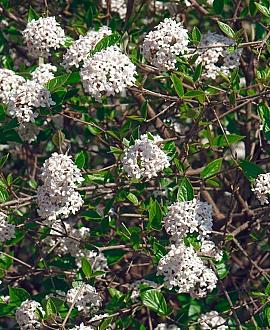 Viburnum burkwoodii Pot 20 Liter 125 - 150 cm
