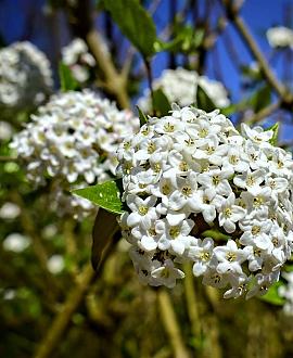 Viburnum carlcephalum Pot 10 liter 80 - 100 cm