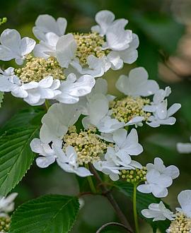 Viburnum plic. 'Watanabe' Kluit 60 - 80 cm