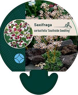 Saxifraga cot. 'Southside Seedling' Pot 9 cm