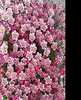 Saxifraga (A) 'Purpurteppich' Pot 9 cm