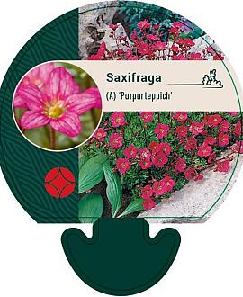 Saxifraga (A) 'Purpurteppich' Pot 9 cm