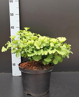 Ginkgo bil. 'Mariken' Pot 5 Liter 