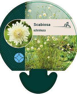 Scabiosa ochroleuca Pot 9 cm