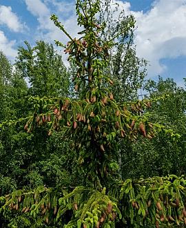 Picea a. 'Acrocona' Pot 5 Liter 