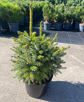 Picea omorika 'Nana' Pot 7,5 Liter 40 - 50 cm