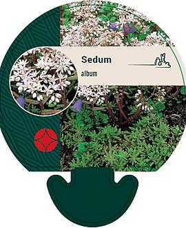 Sedum album Pot 9 cm
