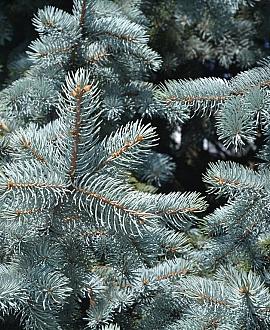 Picea pungens glauca Pot 7,5 Liter 40 - 50 cm