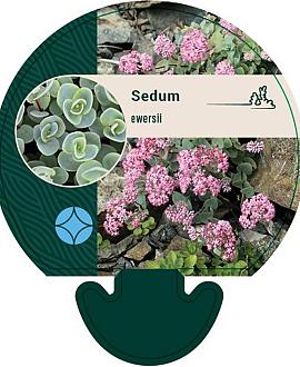 Sedum ewersii Pot 9 cm