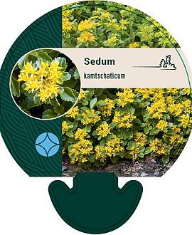 Sedum kamtschaticum Pot 9 cm