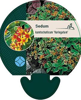 Sedum kamtsch. 'Variegatum' Pot 9 cm