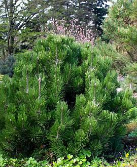Pinus mugo 'Columbo' Pot 7,5 Liter 40 - 50 cm
