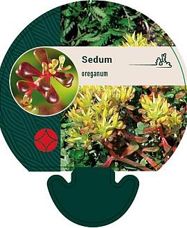 Sedum oreganum Pot 9 cm
