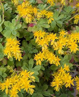 Sedum oreganum Pot 9 cm