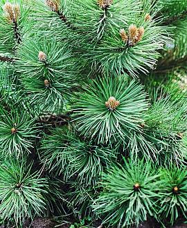 Pinus mugo 'Ophir' Pot 7,5 Liter 